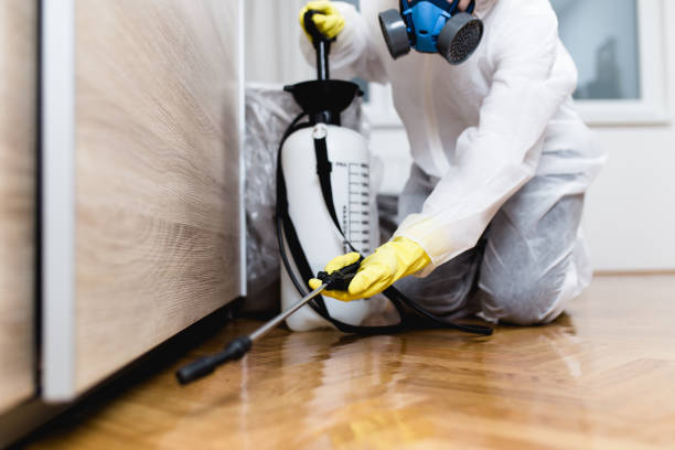 Best Rat Extermination Near Me  in Ivanhoe, CA