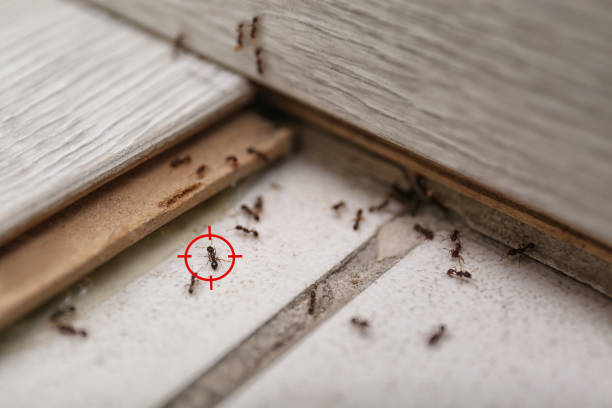 Best Spider Control Near Me  in Ivanhoe, CA