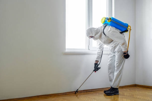 Best Termite Control Services  in Ivanhoe, CA