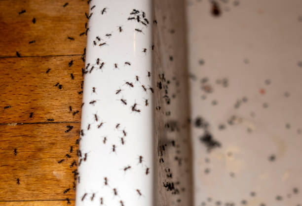 Best Pest Inspection Near Me  in Ivanhoe, CA