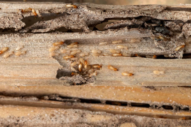 Best Affordable Pest Control Services  in Ivanhoe, CA